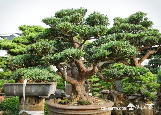 0e6c4428 f4f8 427a ae78 4f58645bfb91 [羅漢松] 整理 羅漢松(Podocarpus costalis)