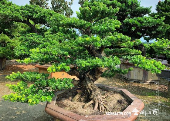101dd187 510a 4bf7 b965 21b26a1cf097 [晶鑽羅漢松] 整理 盆栽(Bonsai)