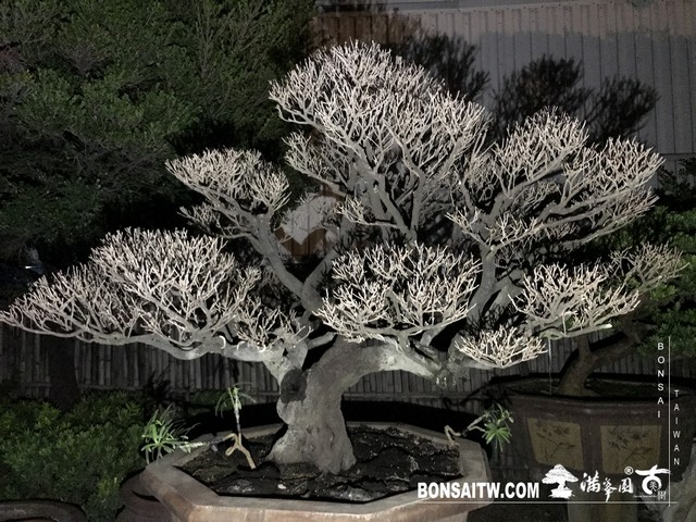 105 [象牙樹]等待，是為了下一次的蛻變(32) 盆栽(Bonsai)