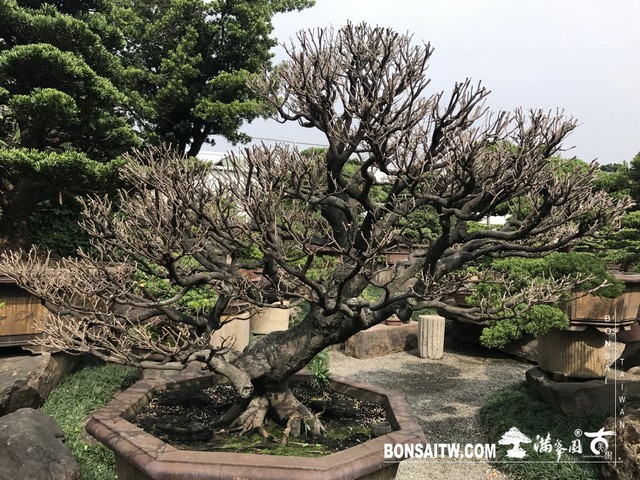 116 [象牙樹]等待，是為了下一次的蛻變(31) 盆栽(Bonsai)