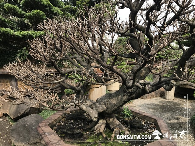 125 [象牙樹]等待，是為了下一次的蛻變(31) 盆栽(Bonsai)