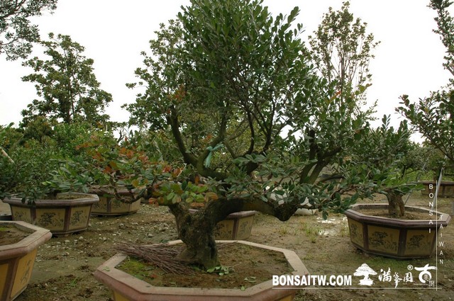 164453 [象牙樹]等待，是為了下一次的蛻變(32) 盆栽(Bonsai)