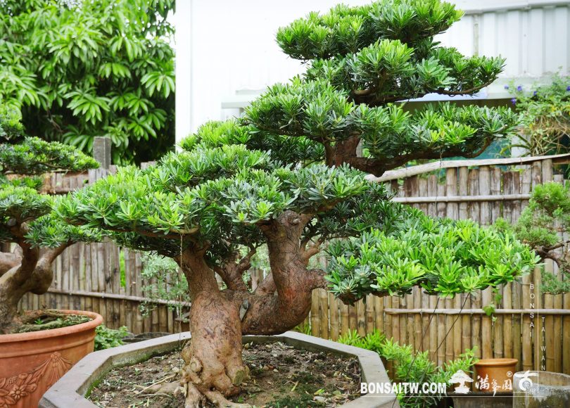 1753d7d6 62a9 4fca aa4f 0553618a77d5 [晶鑽羅漢松] 整理 晶鑽羅漢松(Diamond Podocarpus costalis)