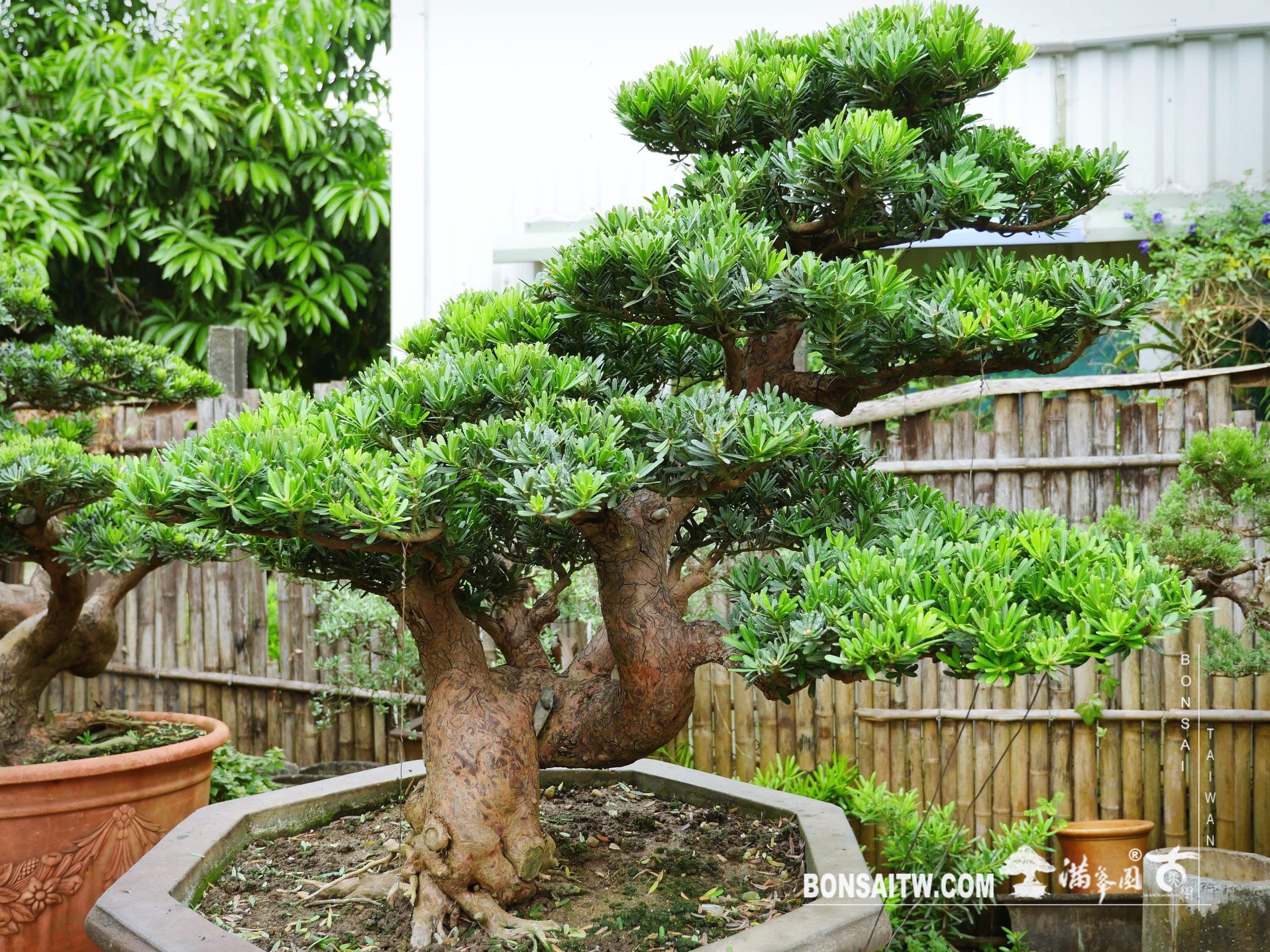 1753d7d6 62a9 4fca aa4f 0553618a77d5 [晶鑽羅漢松] 整理 晶鑽羅漢松(Diamond Podocarpus costalis)