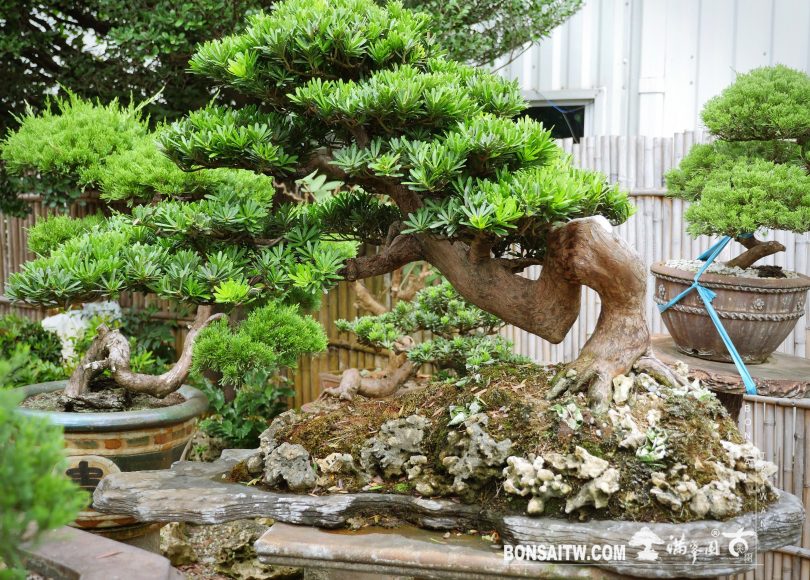 18541fe5 ac6f 44ea 95ee 1ff012e3b8fd [晶鑽羅漢松] 整理 晶鑽羅漢松(Diamond Podocarpus costalis)