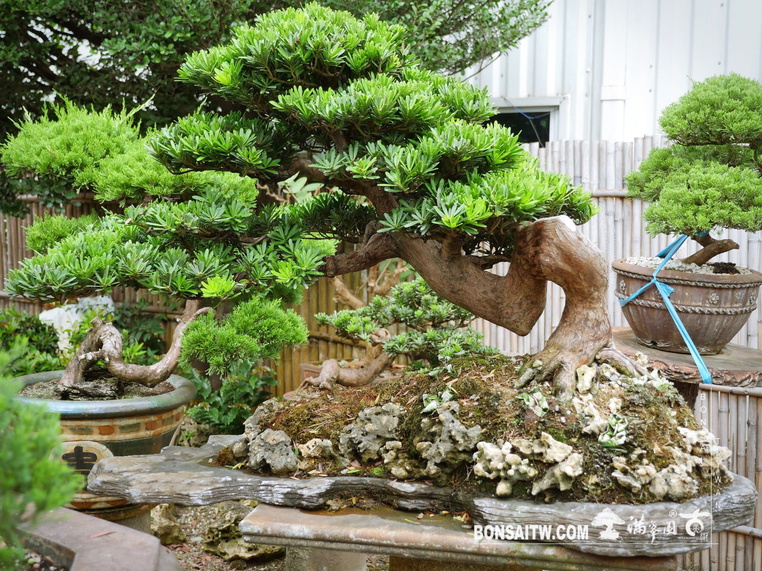 18541fe5 ac6f 44ea 95ee 1ff012e3b8fd [晶鑽羅漢松] 整理 晶鑽羅漢松(Diamond Podocarpus costalis)