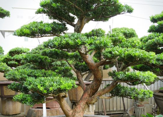 1c9243cc 27f8 4751 ba4c c5be16e53f7d [晶鑽羅漢松] 整理 盆栽(Bonsai)