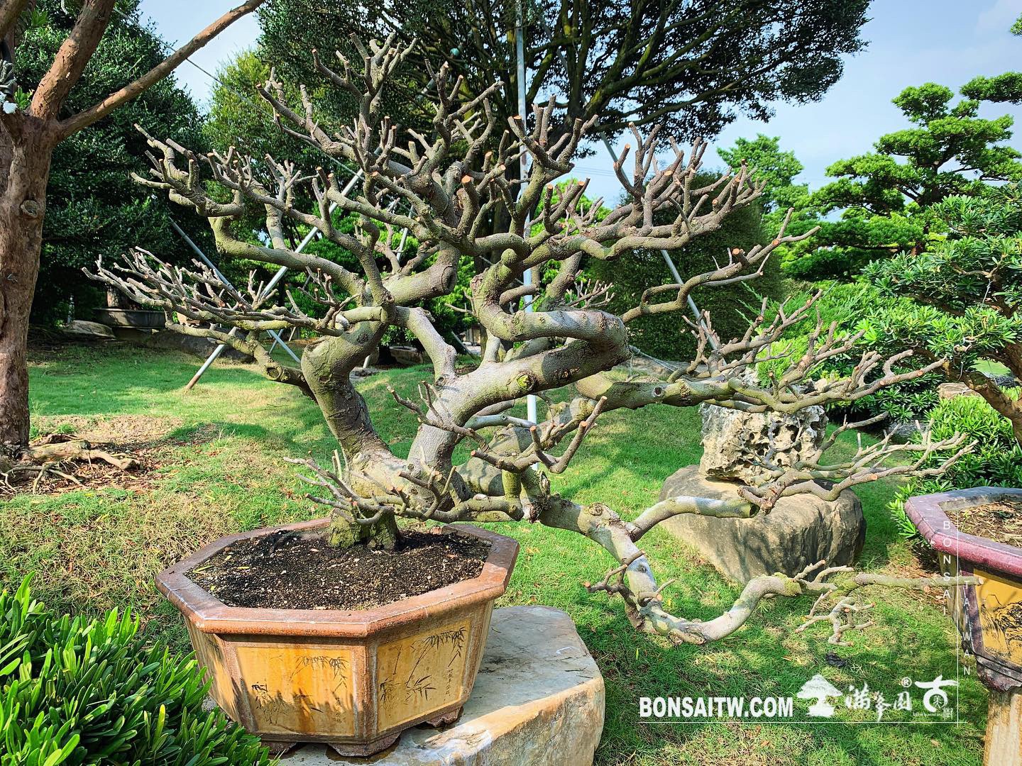 1d6f4e19 2715 4f86 ab21 b85173d1494c [象牙樹]換土整根換盆