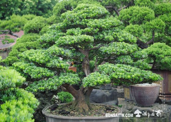 1ddaeed0 6cd7 43f6 bb62 1c8a22aa083c [晶鑽羅漢松] 整理 盆栽(Bonsai)