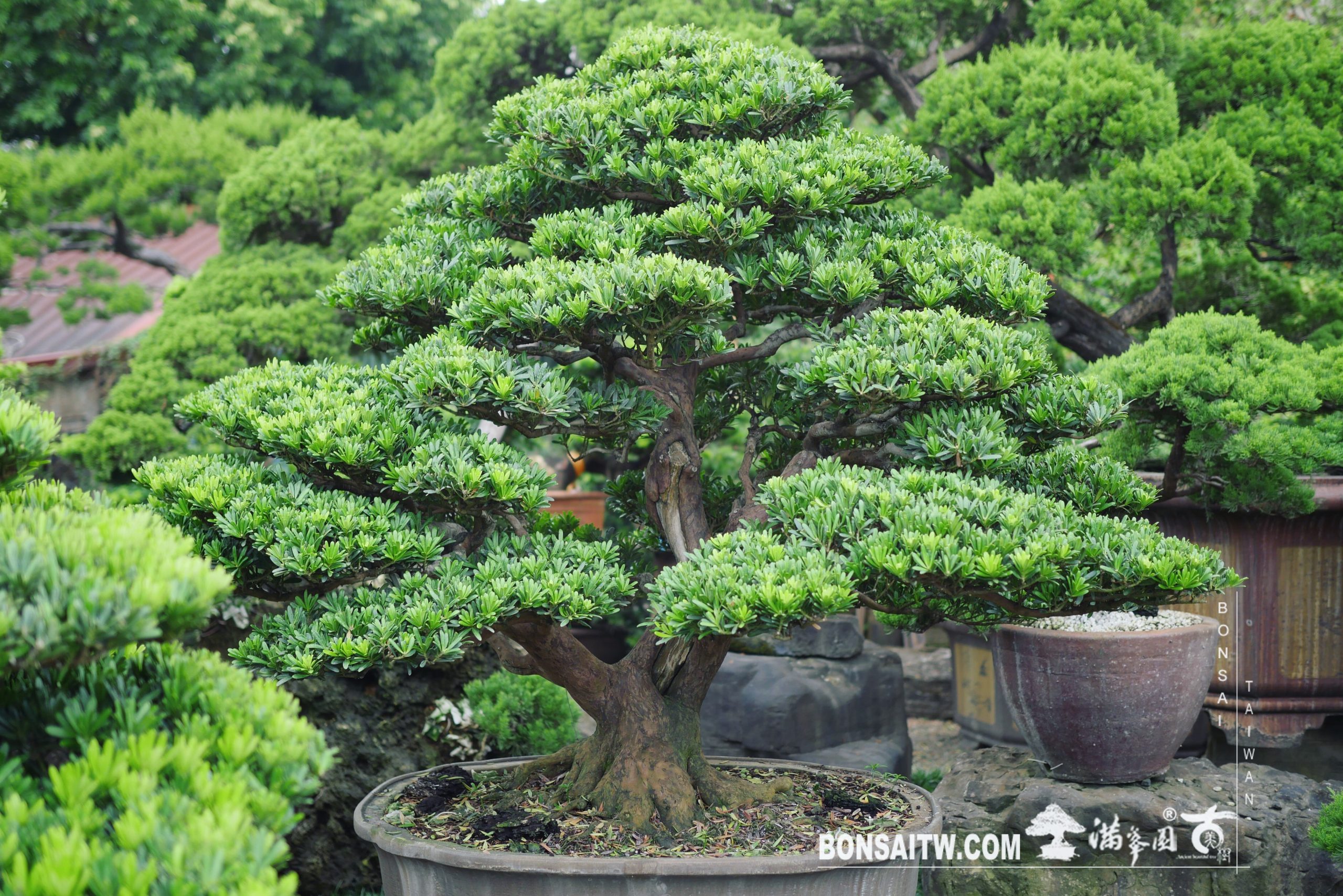 1ddaeed0 6cd7 43f6 bb62 1c8a22aa083c [晶鑽羅漢松] 整理 晶鑽羅漢松(Diamond Podocarpus costalis)