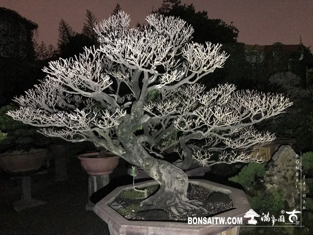 204 [象牙樹]等待，是為了下一次的蛻變(31) 盆栽(Bonsai)
