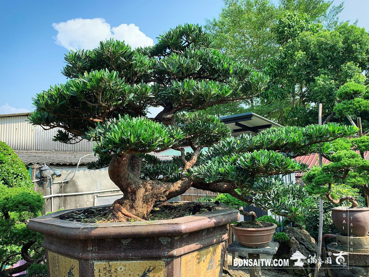 21bd7d93 fccb 4fc8 a5d2 25413ab07c69 [羅漢松] 整理