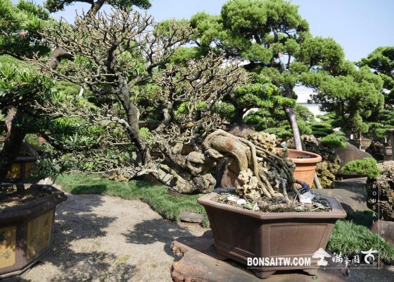 25120d5c 0309 41be 9ed4 5aaad593a9ac [西印度櫻桃] 剔葉整理 花果盆栽(The flower bonsai)