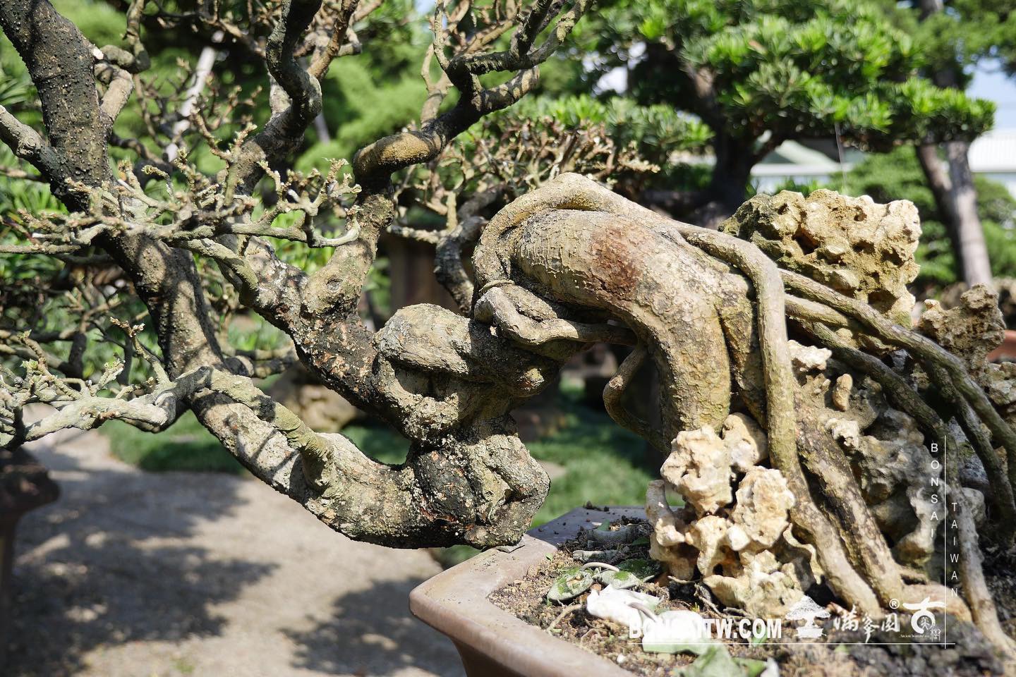 2dfff8c2 2d60 493f be61 e74a669c0e53 [西印度櫻桃] 剔葉整理