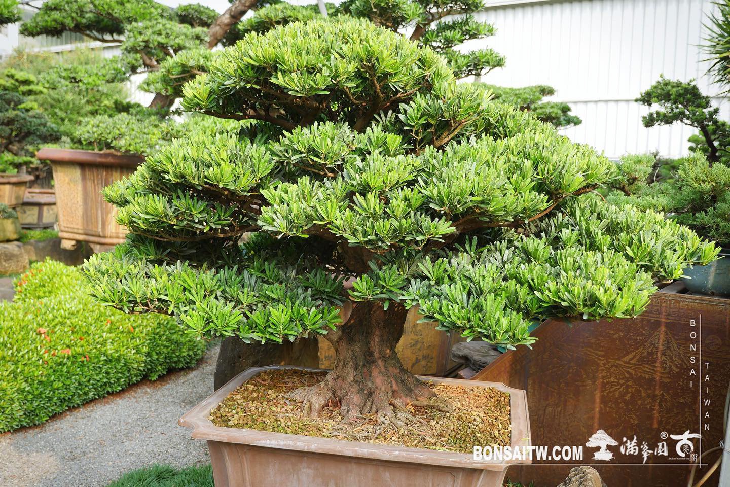 2e1b777b 8a5a 4faa 9367 27ca9788f947 [羅漢松] 整理