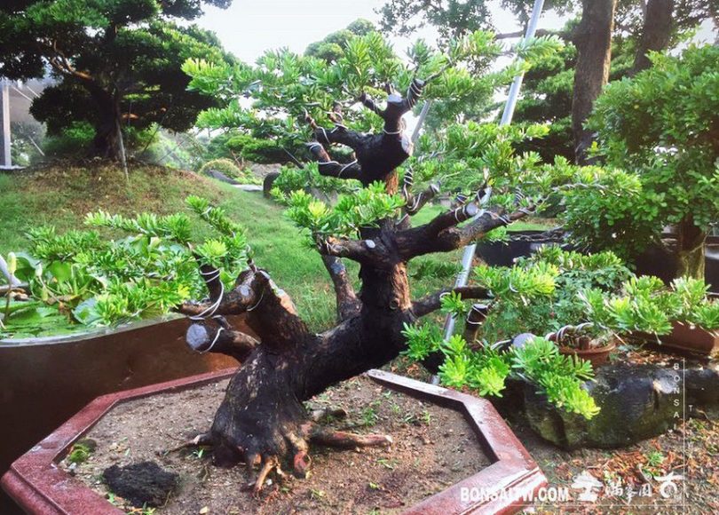 33ac1a74 fef7 4264 b2a9 cca1ed025b3a [晶鑽羅漢松] 整理 晶鑽羅漢松(Diamond Podocarpus costalis)