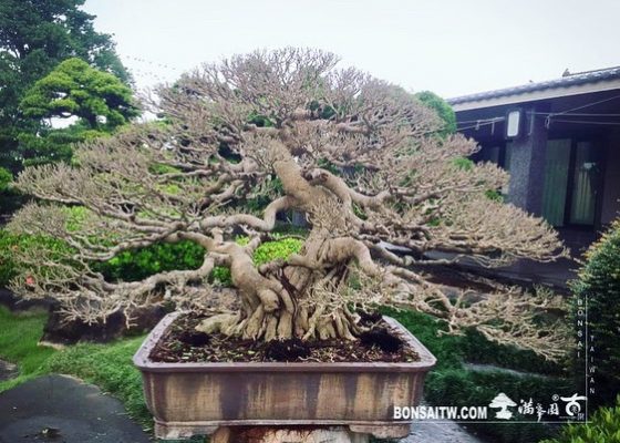 3677d3ac 53cb 4027 a665 3814edad9f19 [榕樹]剔葉 榕樹(Ficus)