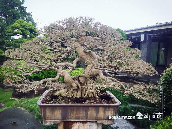 3677d3ac 53cb 4027 a665 3814edad9f19 [榕樹]剔葉 榕樹(Ficus)