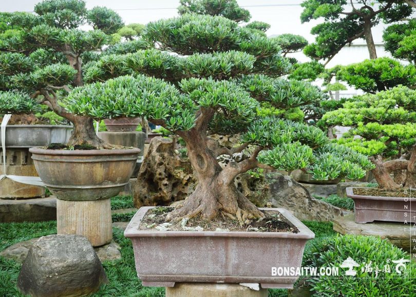 3a3692ae 6670 4fe1 b1d5 ab4635d7f89a [羅漢松] 整理