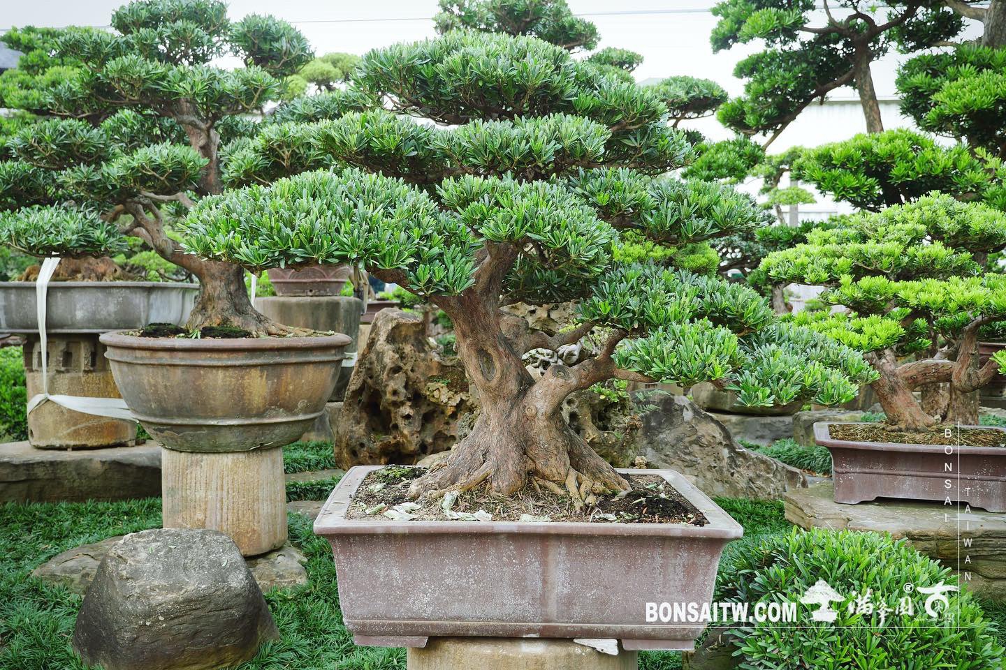 3a3692ae 6670 4fe1 b1d5 ab4635d7f89a [羅漢松] 整理