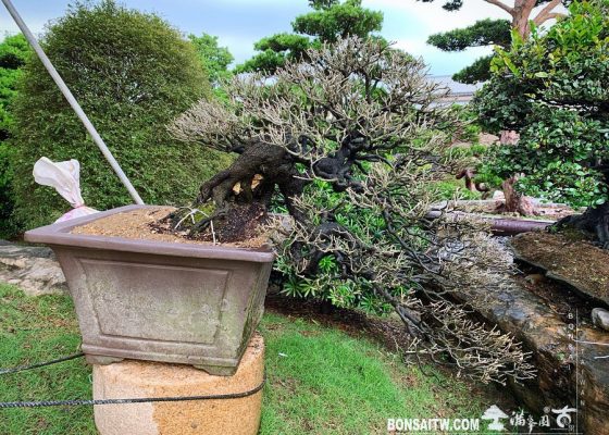 3de11f0e eaf5 4f44 bb4b 0d3b44359e8c [象牙樹]換土整根換盆 象牙樹(Diospyros ferrea)