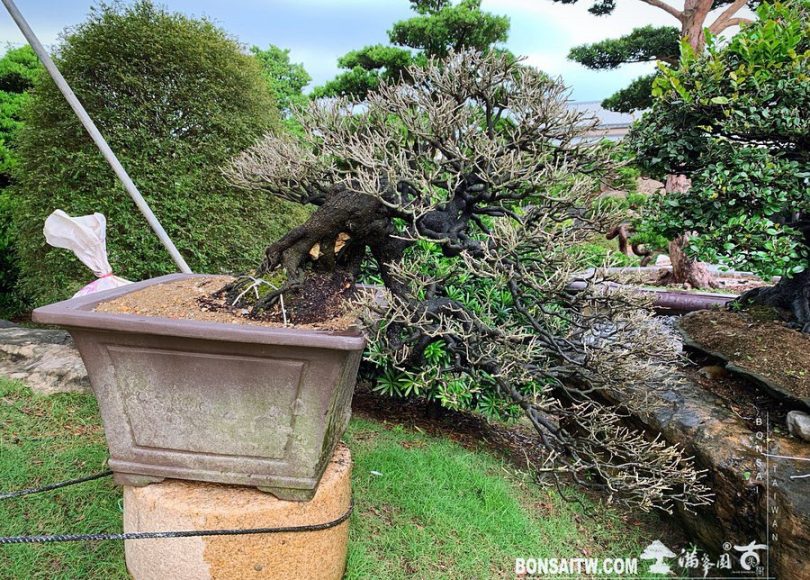 3de11f0e eaf5 4f44 bb4b 0d3b44359e8c [象牙樹]換土整根換盆