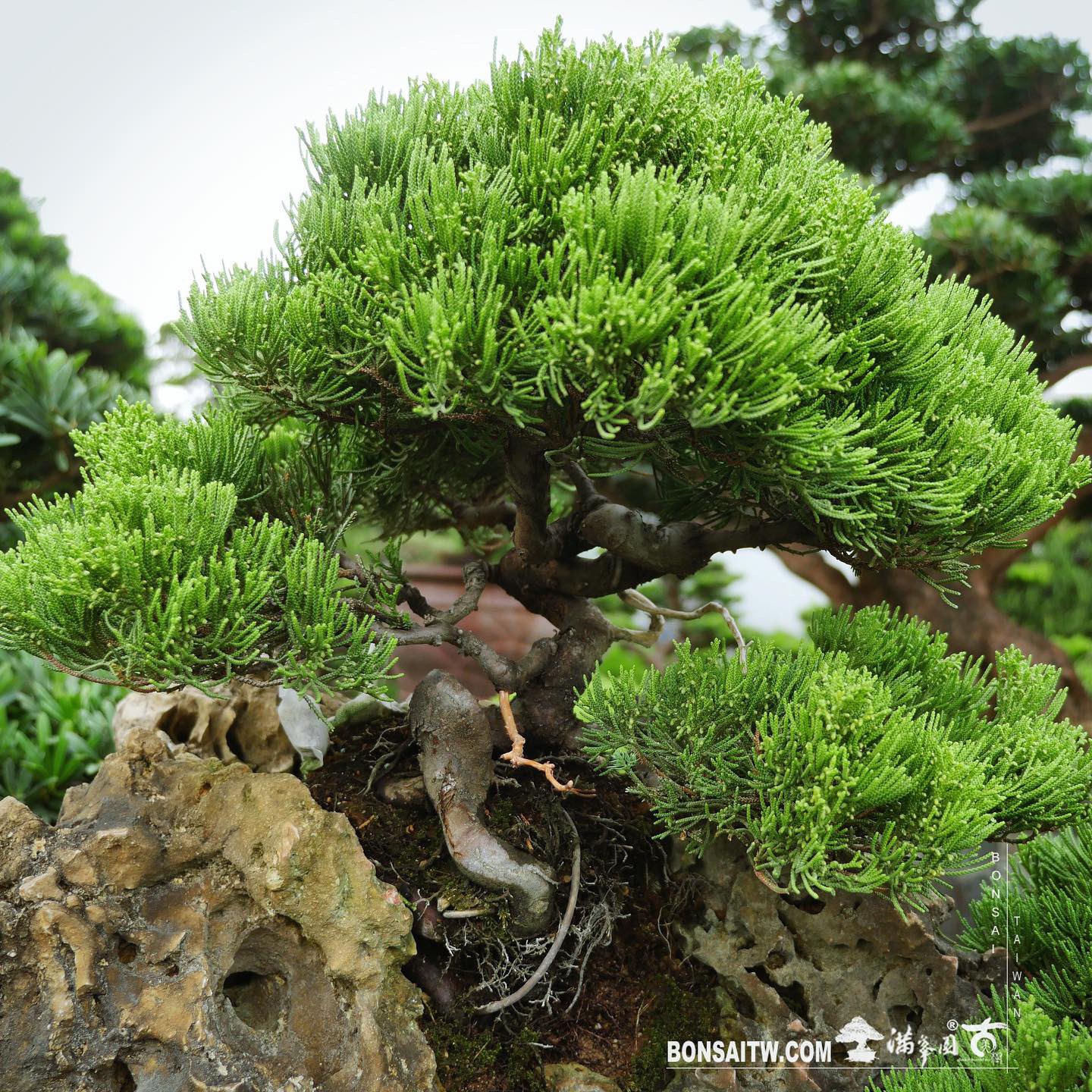 409992a9 2227 4da5 98ae c63d9dc3a60d [樹石共生之趣]整理