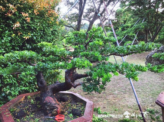 4bb54dee 342d 43a1 9e84 9ef529896ef2 [晶鑽羅漢松] 整理 晶鑽羅漢松(Diamond Podocarpus costalis)