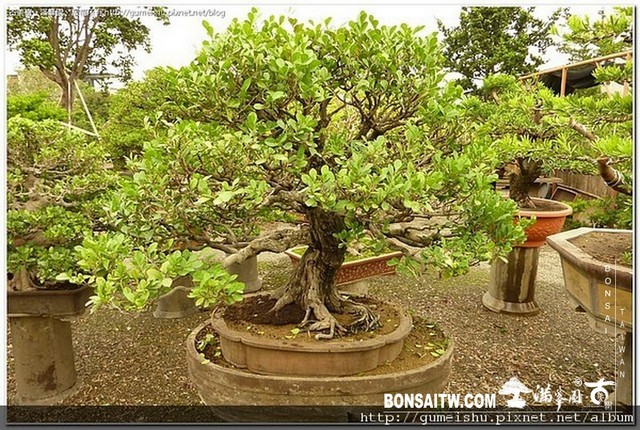 4bd6dfcc987d4 [象牙樹]等待，是為了下一次的蛻變(33) 蛻變專題(The plan)