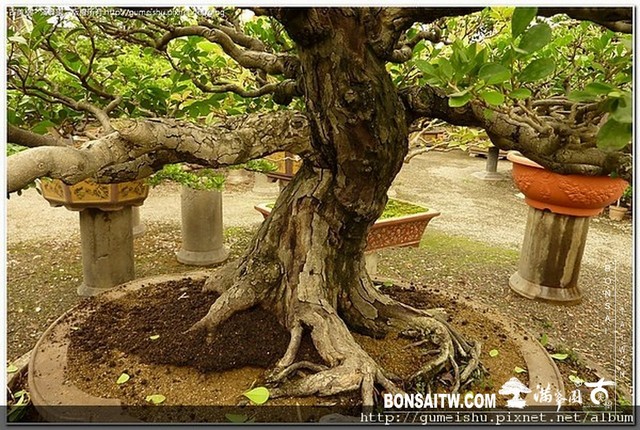 4bd6dfee2f76a [象牙樹]等待，是為了下一次的蛻變(33) 蛻變專題(The plan)