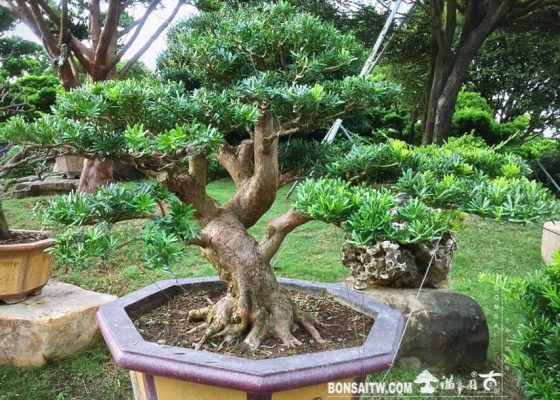 51be644e ae7a 4794 b736 8e9c72ecb745 1 [晶鑽羅漢松] 整理 盆栽(Bonsai)