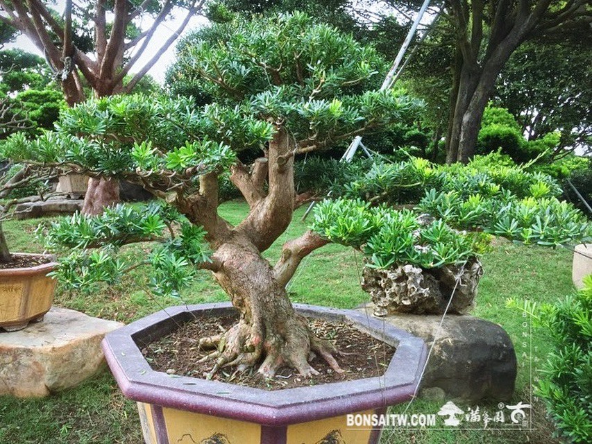 51be644e ae7a 4794 b736 8e9c72ecb745 2 [晶鑽羅漢松] 整理 晶鑽羅漢松(Diamond Podocarpus costalis)