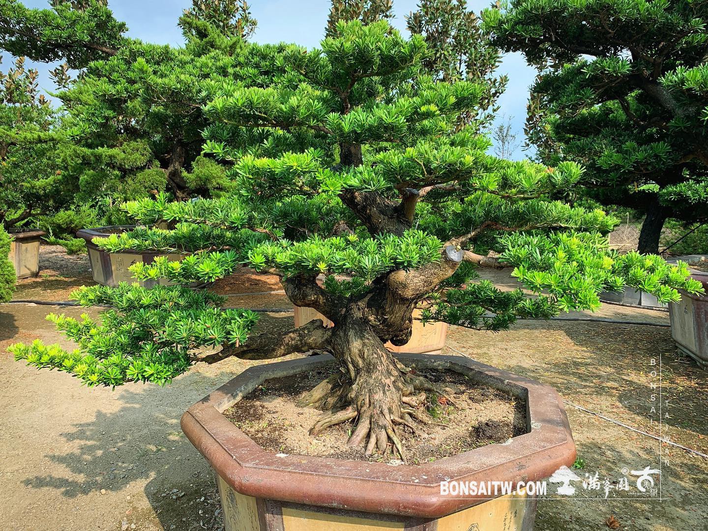 521c3509 1de4 4dfd 87fd 488abd5c383e [晶鑽羅漢松] 整理 晶鑽羅漢松(Diamond Podocarpus costalis)