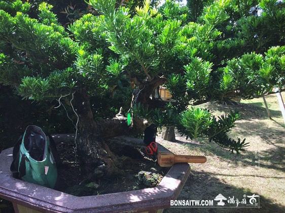 57419f87 12d1 40d7 8d68 57d0e7382d33 [晶鑽羅漢松] 整理 晶鑽羅漢松(Diamond Podocarpus costalis)