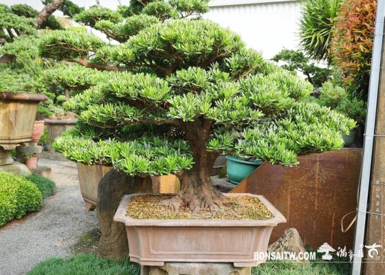 691f5007 487f 47e1 a4f6 0e5a28d3ddb5 [羅漢松] 整理 盆景(Penjing)