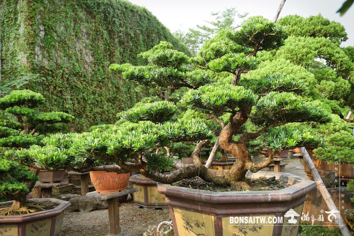 71e864e7 4848 4211 9ce8 a1bacf3c2710 [晶鑽羅漢松] 整理 晶鑽羅漢松(Diamond Podocarpus costalis)