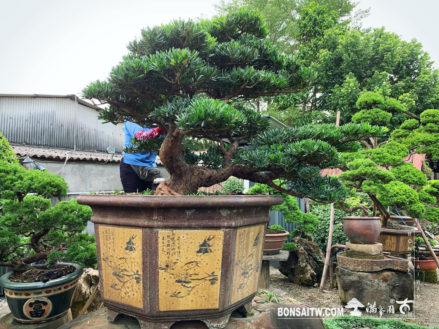 7af36bd0 a25f 4d81 8db8 b6673cd0c7c9 [羅漢松] 整理