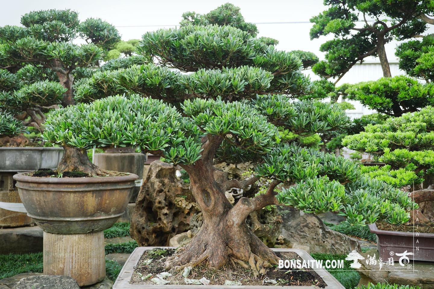 7bca7bca 46a6 4142 be2f 467d6b5893f0 [羅漢松] 整理