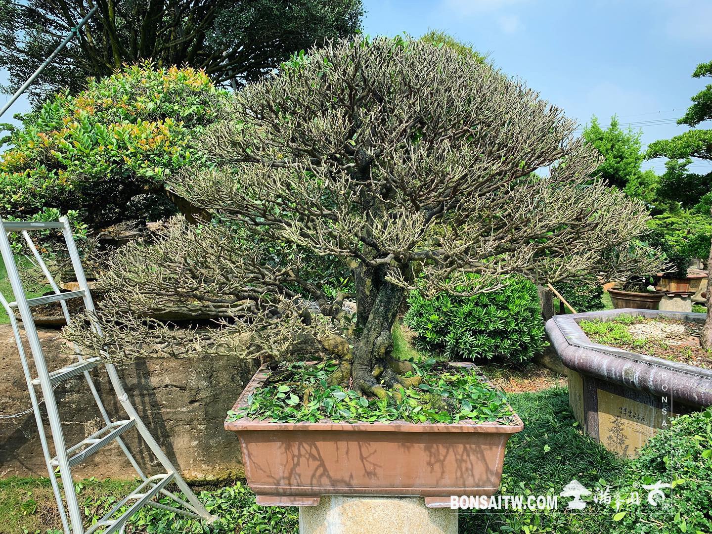 814259a0 1e89 4f5a 993b 7d8ab518442b [象牙樹]剔葉