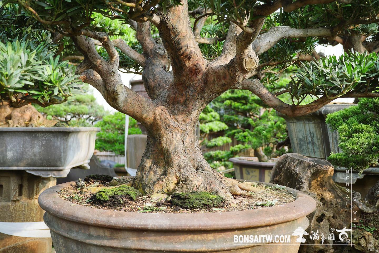 89d20e42 6a66 4426 b575 36eaa710d0ec [羅漢松] 整理