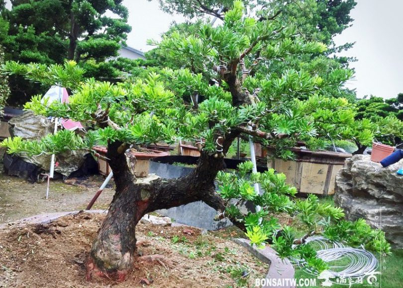 9068596e d536 4a34 866a d63cb8b6d326 [晶鑽羅漢松] 整理 晶鑽羅漢松(Diamond Podocarpus costalis)