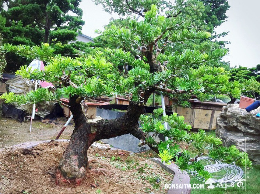 9068596e d536 4a34 866a d63cb8b6d326 [晶鑽羅漢松] 整理 晶鑽羅漢松(Diamond Podocarpus costalis)