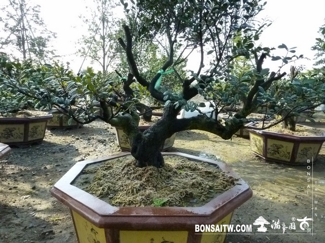 P1020184 [象牙樹]等待，是為了下一次的蛻變(32) 盆栽(Bonsai)