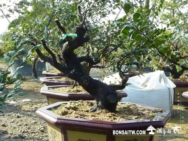 P1020188 [象牙樹]等待，是為了下一次的蛻變(31) 盆栽(Bonsai)