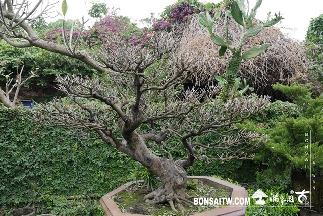 P1220433 [象牙樹]等待，是為了下一次的蛻變(31) 盆栽(Bonsai)