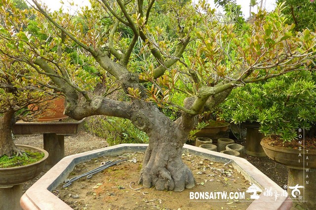P1220920 [象牙樹]等待，是為了下一次的蛻變(32) 盆栽(Bonsai)
