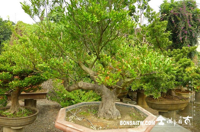 P1260350 [象牙樹]等待，是為了下一次的蛻變(32) 盆栽(Bonsai)