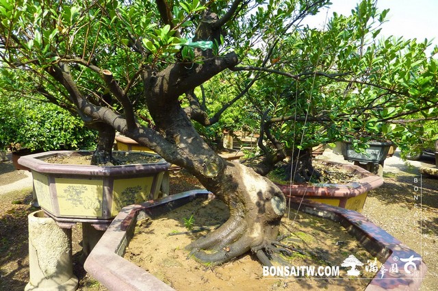 P1280206 [象牙樹]等待，是為了下一次的蛻變(31) 盆栽(Bonsai)