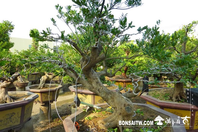 P1280238 [象牙樹]等待，是為了下一次的蛻變(31) 盆栽(Bonsai)
