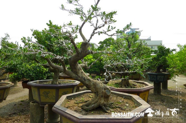 P1280342 [象牙樹]等待，是為了下一次的蛻變(31) 盆栽(Bonsai)